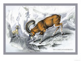 The Corsican Musmon Posters by John Stewart