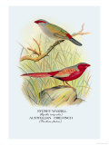 Sydney Waxbill, Australian Fire-Finch Posters par Arthur G. Butler