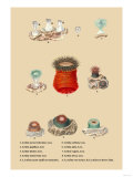 Actinia Novae Hybernine, Less Posters