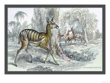 Harnessed Antelope Prints by John Stewart