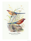 Violet Eared Waxbill Posters av Arthur G. Butler Violet Eared Waxbill Posters av Arthur G. Butler