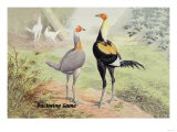 Duckwing Game Prints