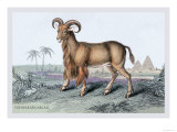 The Bearded Argali Posters by John Stewart