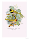 Cuba Finch Affiches par Arthur G. Butler