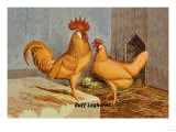Buff Leghorns Prints
