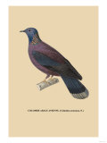 Colombe Araucanienne Posters