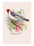 Dominican Cardinal Posters av Arthur G. Butler Dominican Cardinal Posters av Arthur G. Butler