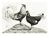 Silver Spangled Hamburghs Prints