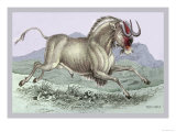 The Gnu Posters by John Stewart