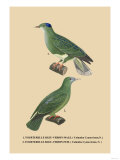 Tourterelle Bleu-Verdin Posters