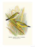 Green Amaduvade Waxbill Print by Arthur G. Butler
