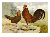 Gold Pencilled Hamburghs Print