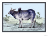 Indian Ox Posters by John Stewart