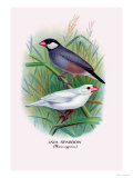 Java Sparrow Prints by Arthur G. Butler