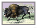 The American Bison Photo by John Stewart