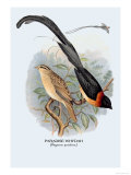 Paradise Whydah Posters av Arthur G. Butler Paradise Whydah Posters av Arthur G. Butler