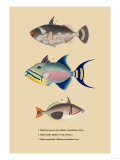 Baliste du Grand Ocean Posters