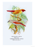 Red-Faced Finch, Crimson-Winged Finch Poster av Arthur G. Butler Red-Faced Finch, Crimson-Winged Finch Poster av Arthur G. Butler