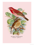 Scarlet Rose-Finch Prints by Arthur G. Butler