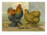Partridge Cochins Prints