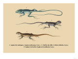 Agame des Moluques Prints