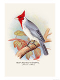 Red-Crested Cardinal Bilder av Arthur G. Butler Red-Crested Cardinal Bilder av Arthur G. Butler