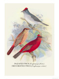Pileated Finch, Red-Crested Finch Posters by Arthur G. Butler