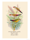 Orange-Cheeked Waxbill, Zebra Waxbill Plakater av Arthur G. Butler Orange-Cheeked Waxbill, Zebra Waxbill Plakater av Arthur G. Butler