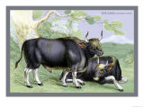 The Gayal Print by John Stewart