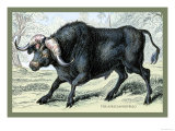 The African Buffalo Prints by John Stewart