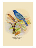 Indigo Bunting Plakater av Arthur G. Butler Indigo Bunting Plakater av Arthur G. Butler