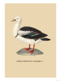 Sarcelle des Malais Prints