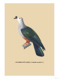 Colombe Oceanique Prints