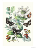 Butterflies: N. Lucilla, L. Sibylla Posters by William Forsell Kirby