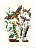 Moths: C. Colerio, C. Elpenor, C. Porcellus Poster by William Forsell Kirby
