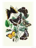 Butterflies: L. Populi, A. Iris Prints by William Forsell Kirby