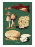 Mushrooms Poster