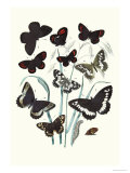 Butterflies: H. Circe, H. Hermione Posters by William Forsell Kirby