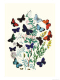 Butterflies: P. Euphemus, P. Cyllarus Print by William Forsell Kirby