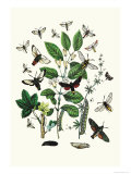 Moths: M. Stellatarum, M. Croatica Prints by William Forsell Kirby