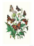 Butterflies: V. Xanthomelas, V. Prorsa Prints by William Forsell Kirby