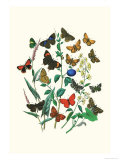 Butterflies: P. Sylvanus, Z. Quercus Posters by William Forsell Kirby
