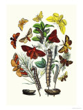 Moths: G. Quercifolia, L. Potatoria Posters by William Forsell Kirby