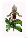 Orchid: Cypripedium Lucie Prints by William Forsell Kirby