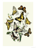 Butterflies: P. Podaliris, P. Alexanor Prints by William Forsell Kirby