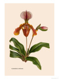 Orchid: Cypripedium Lathianum Prints by William Forsell Kirby