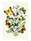 Butterflies: C. Palaeno, C. Phicomene Print by William Forsell Kirby