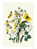 Butterflies: P. Daplidice, P. Napi Prints by William Forsell Kirby