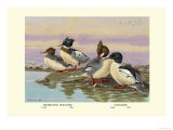Red-Breasted Merganser and Goosander Posters by Allan Brooks