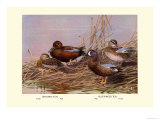 Cinnamon and Blue-Winged Teals Posters av Allan Brooks